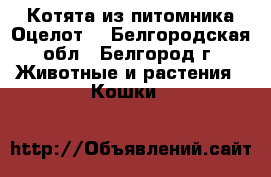 Котята из питомника.Оцелот. - Белгородская обл., Белгород г. Животные и растения » Кошки   